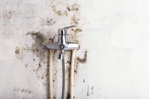 Best Insurance-Related Mold Remediation in Presidential Lakes Estates, NJ