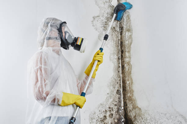 Professional Mold Remediation in Presidential Lakes Estates, NJ